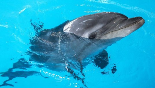 Заплывшего в реку дельфина спасли в Сочи (ВИДЕО)